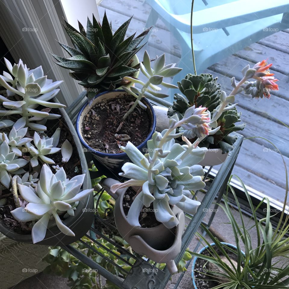 Window garden 