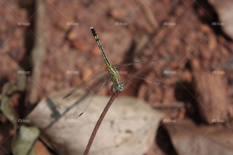 a dragonfly