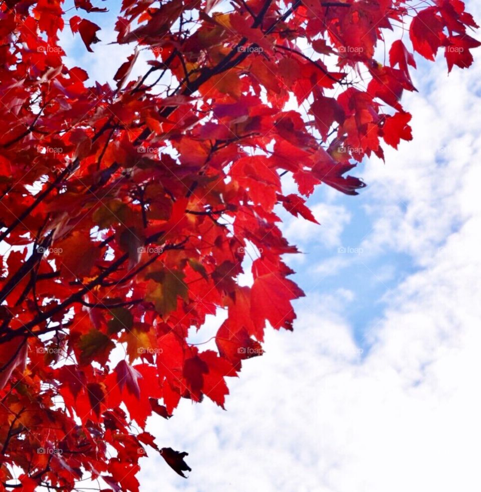 Red leaves 