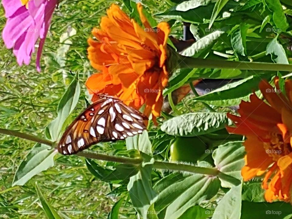 butterfly resting on a flower