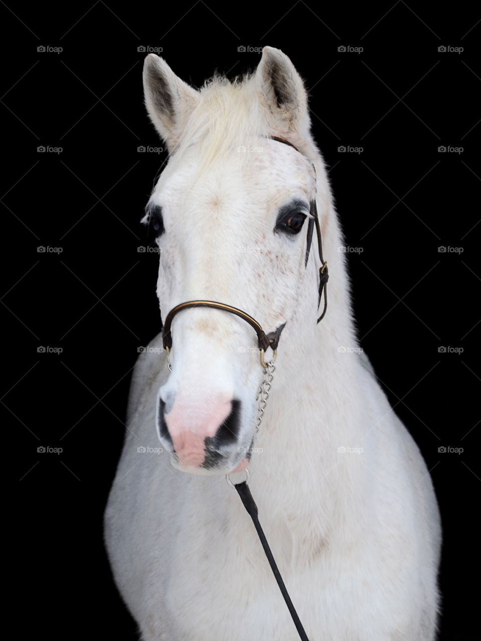 Portrait of white horse with black background