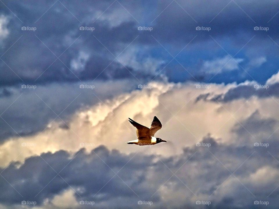 Birds-sky /Olympus E620
