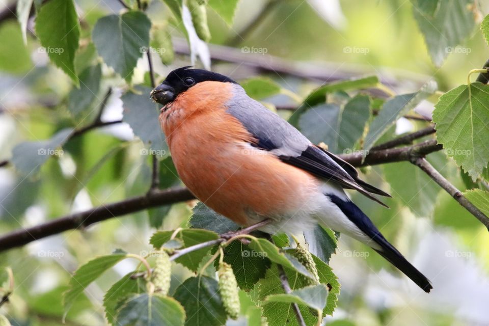 bullfinch (m.f. ~ 8m)