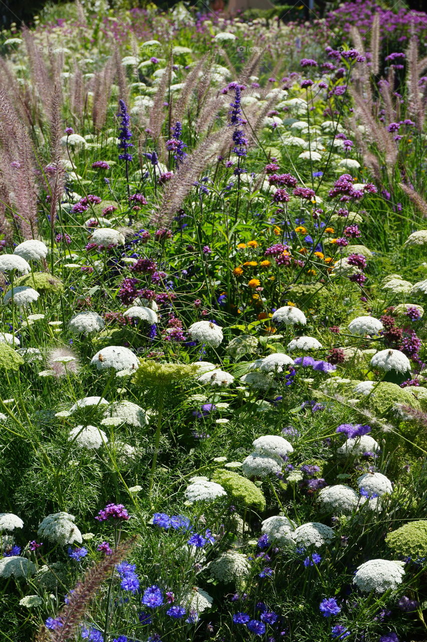 Field of flowers and grasses