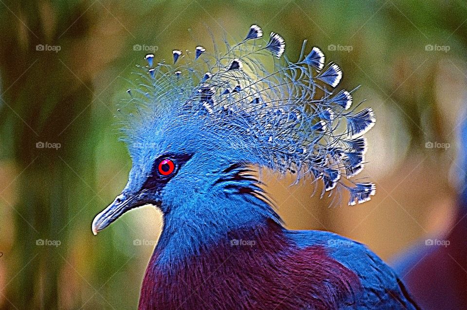 Portrait of a Victoria Crowned Pigeon.
