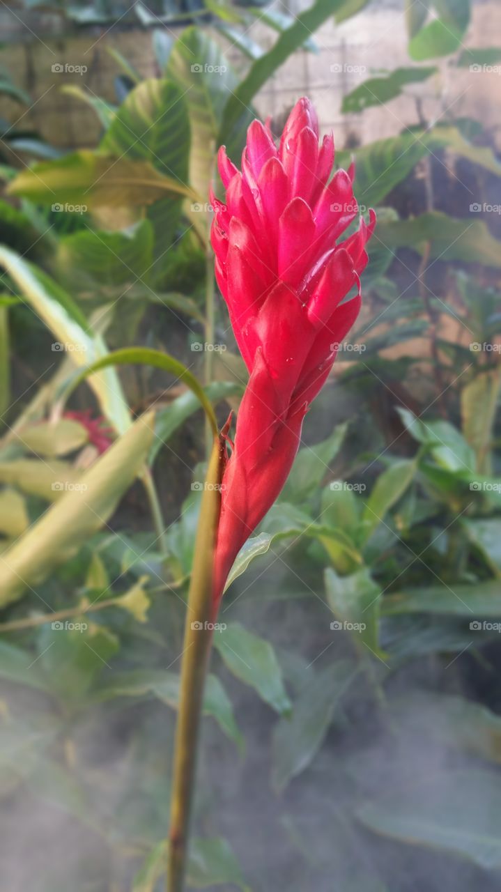 Flowers of Costa Rica