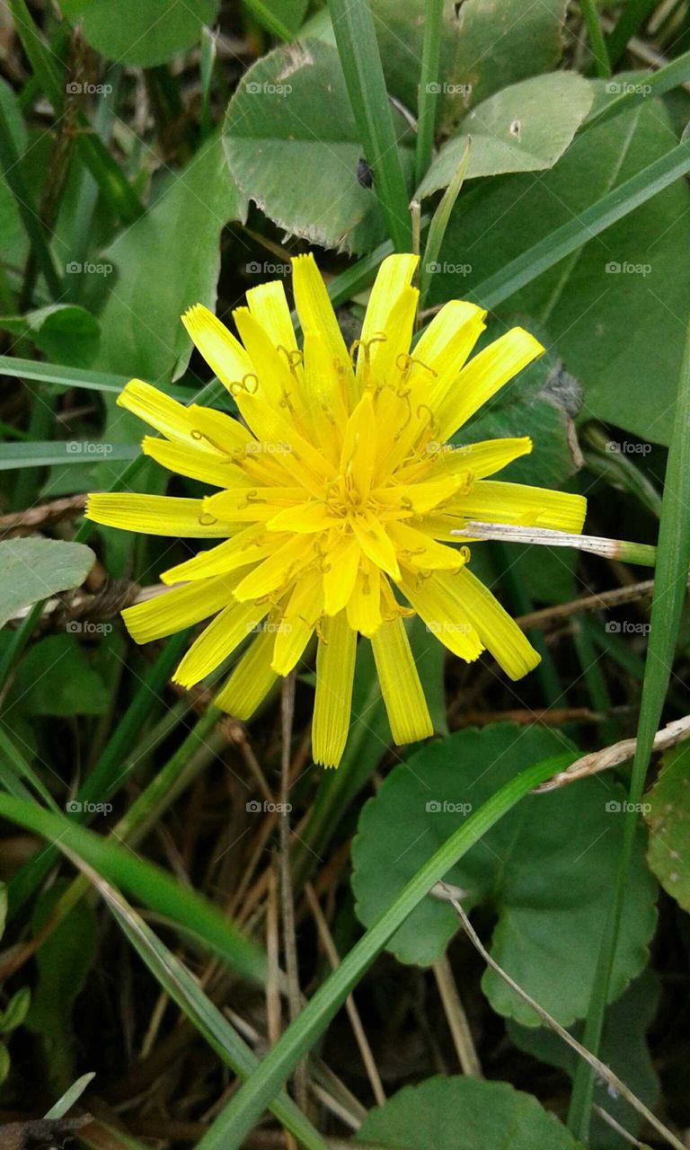 Dandelion