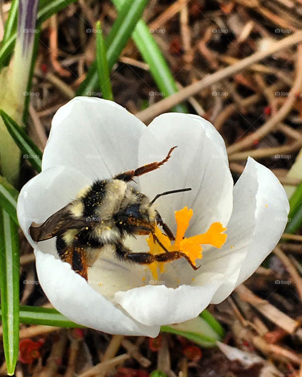 Bees are hard at work theses days