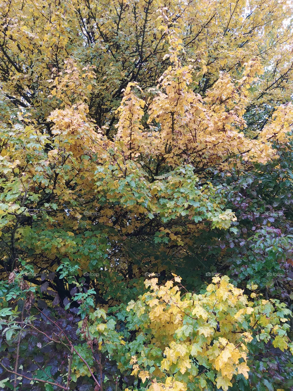 autumn