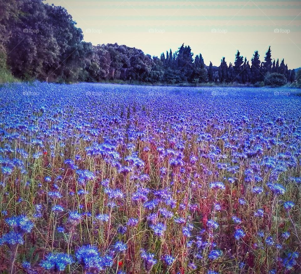 Blue flowers field