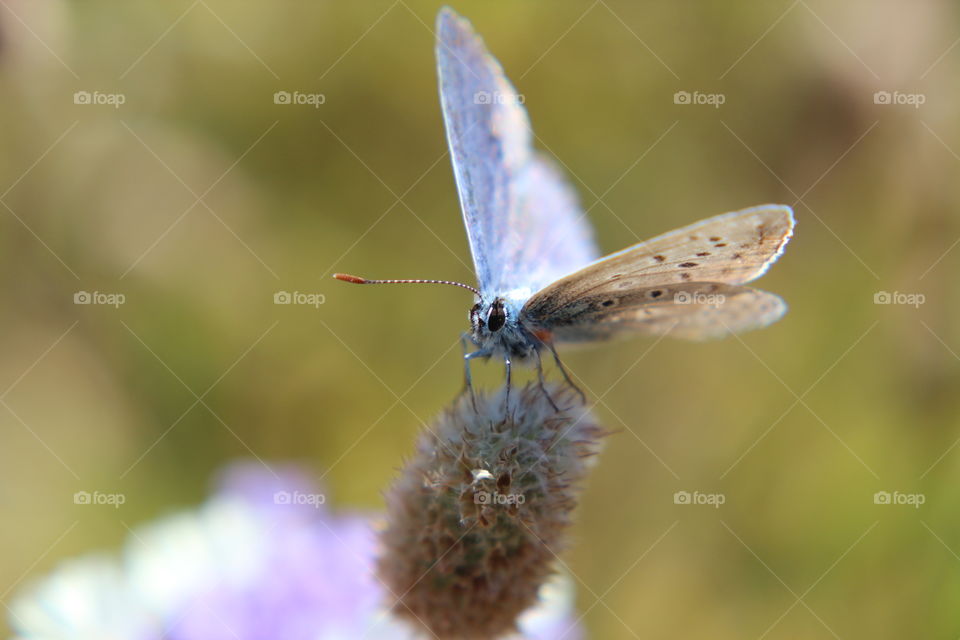 Butterfly on flower