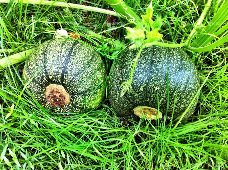 Unripen green pumpkins in vegetable garden.