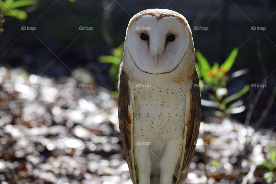 Barn owl