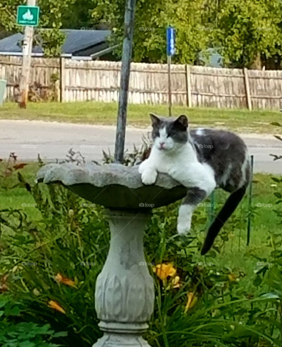 Our cat hanging out after having a drink in the bird bath
