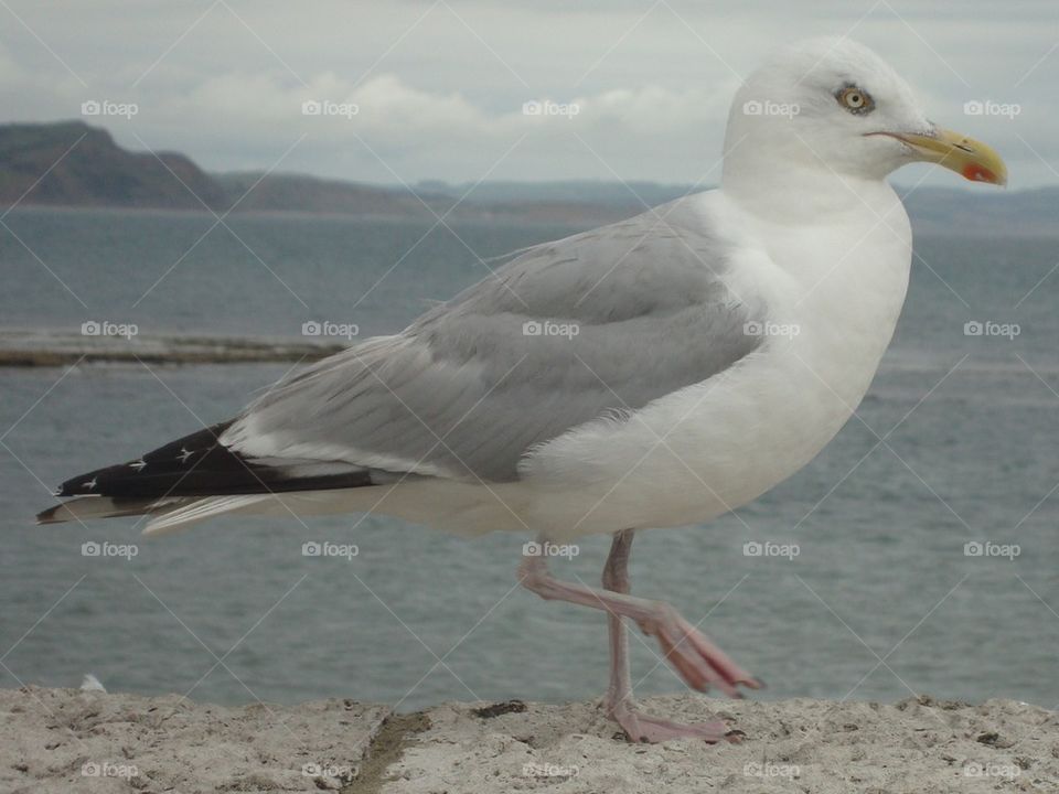 Walking Bird