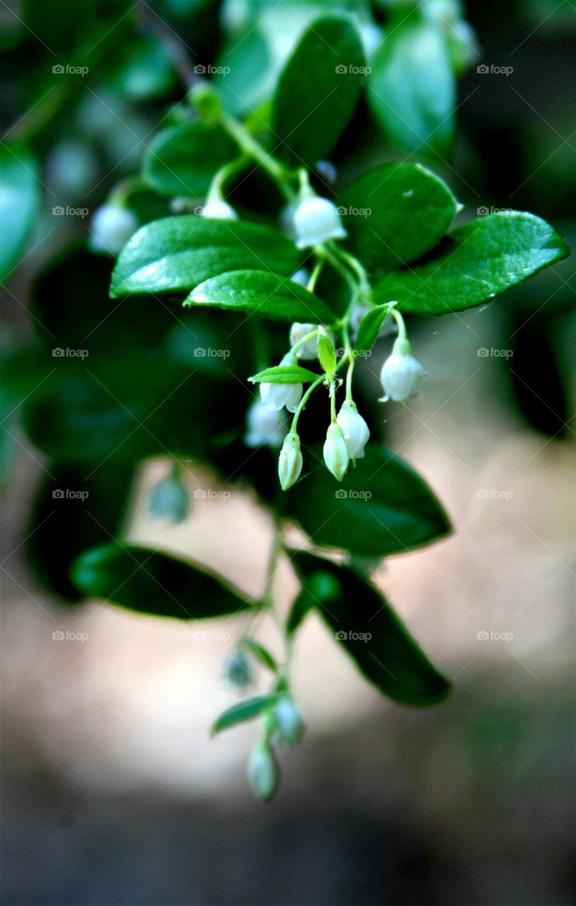 white flowers.