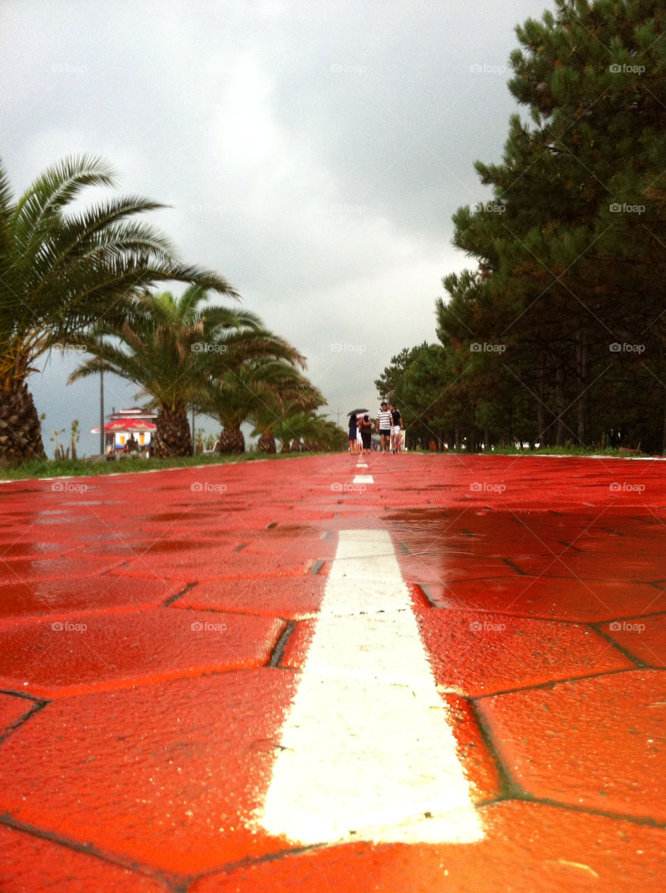 batumi bicycle road red carpet date trees by nader_esk