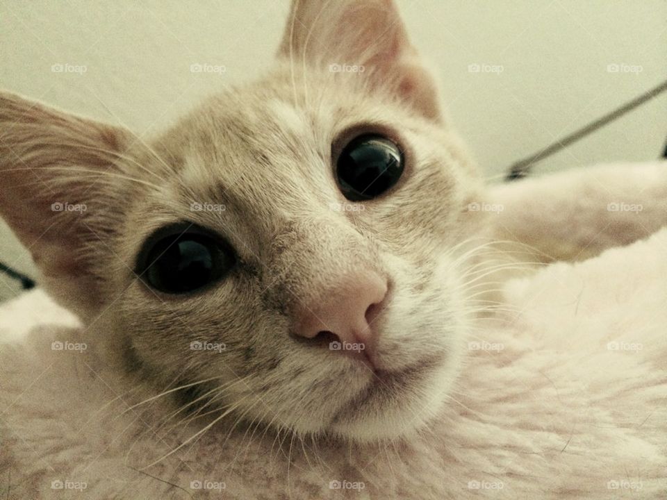 Kitten Face