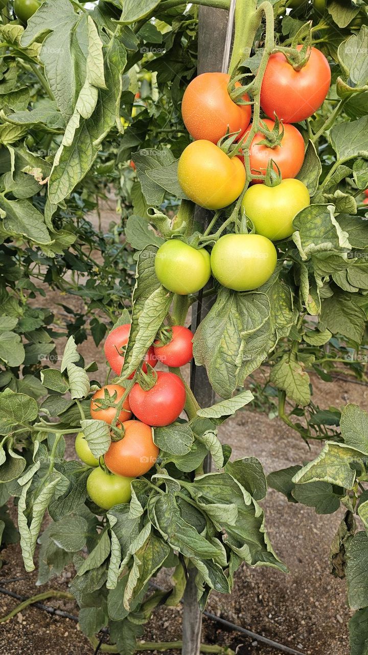 Tomate en Rama