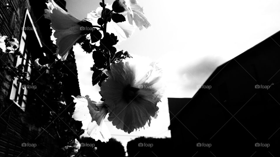 Parede e céu. Lindas e naturais flores em Silhouette preto e branco.