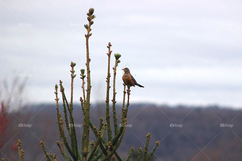 A robin atop a pine tree, with a beak-full of materials to build a nest. 