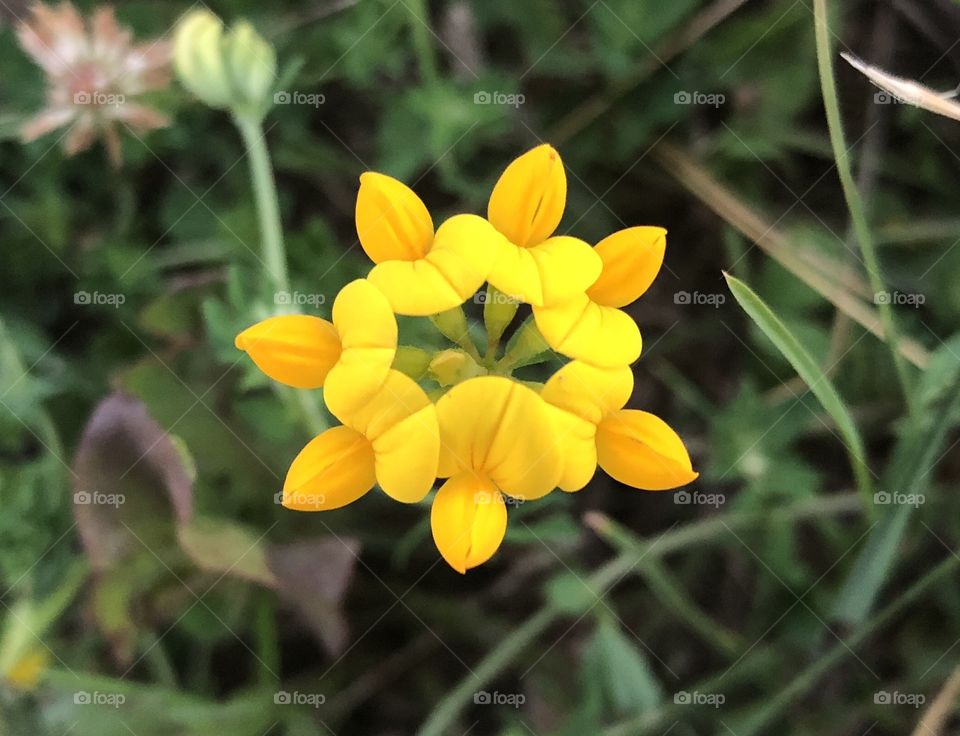 A small yellow wildflower at a local lake shelter 