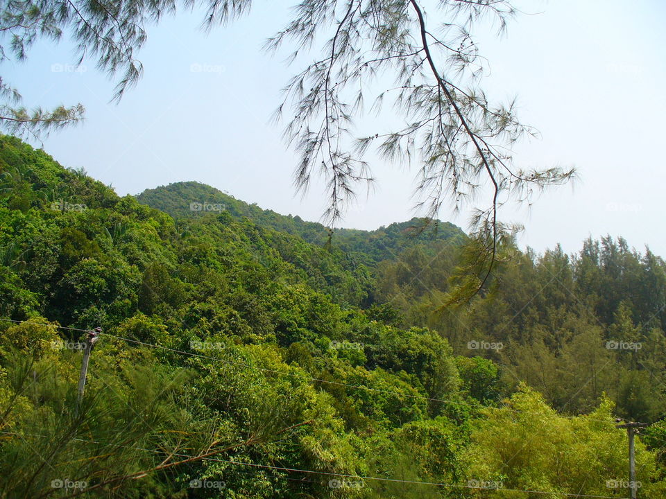 Tree, Wood, Landscape, Nature, No Person