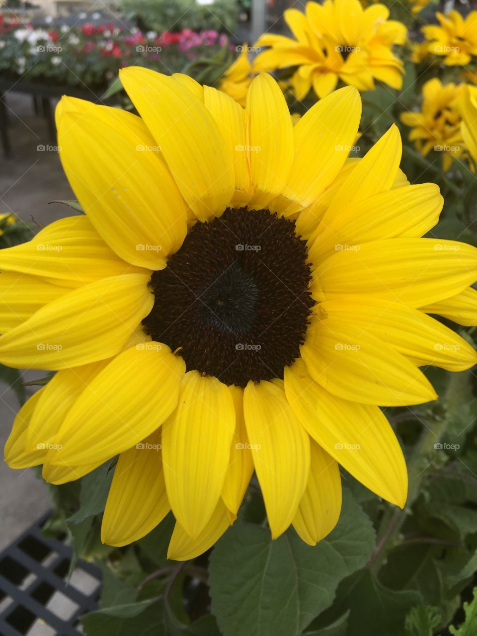 Beautiful flower,I like that color 