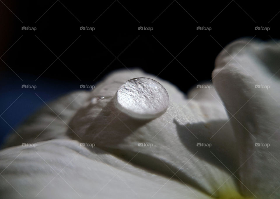 water drop on white petal