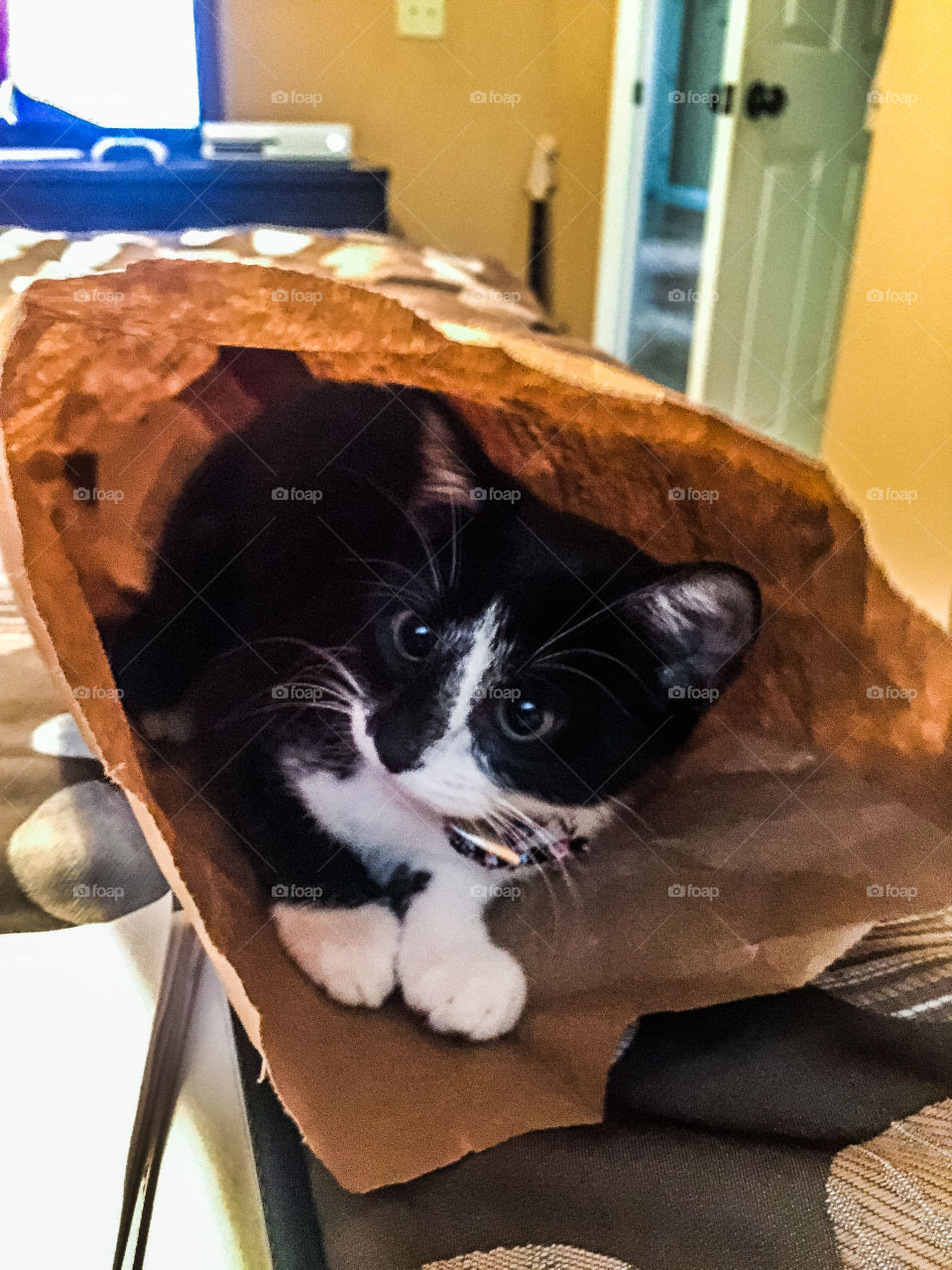 Someone should let the cat out of the bag.