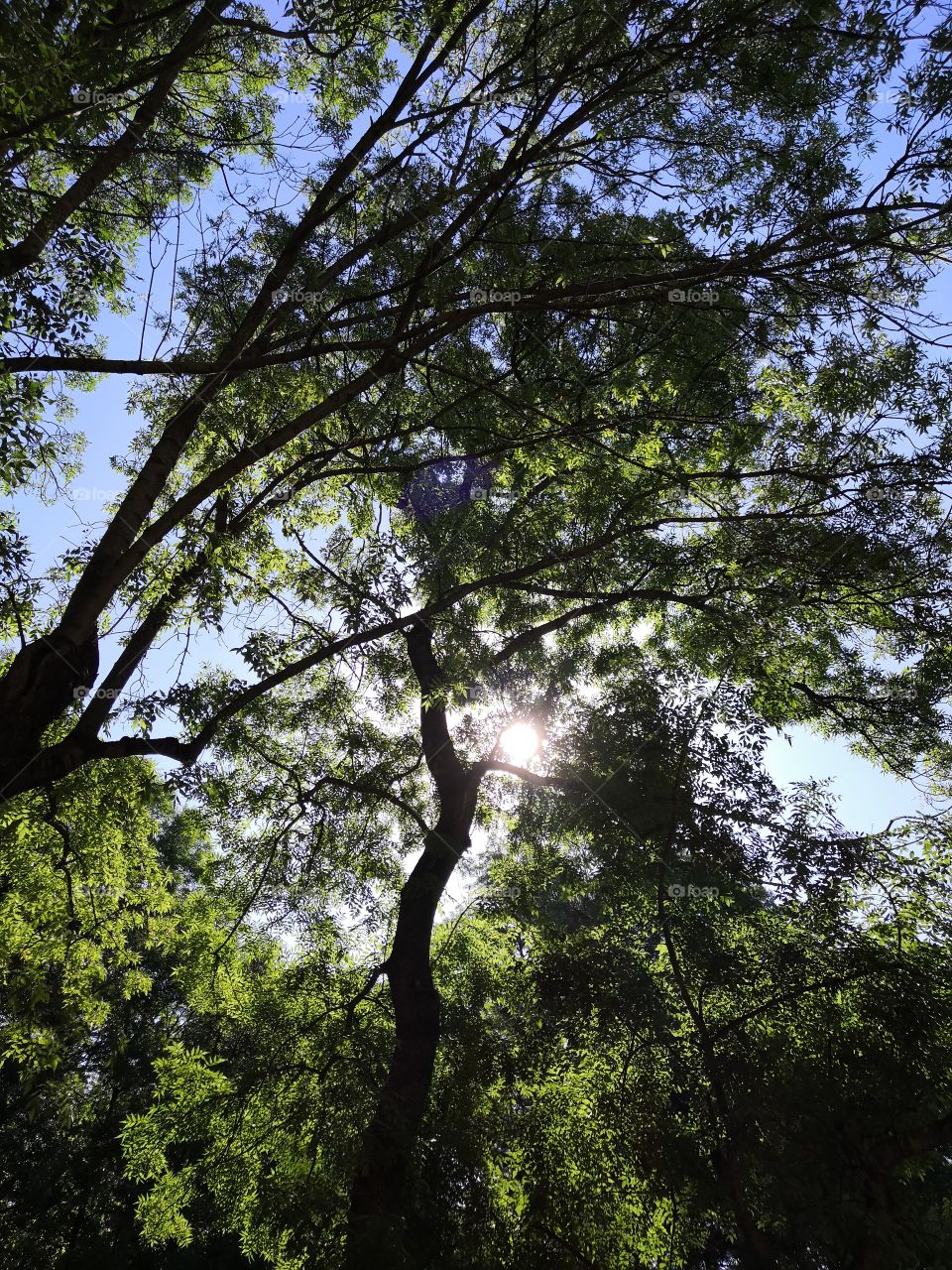 Leaves and sky