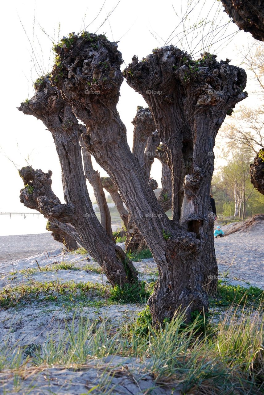 Beach tree in a row