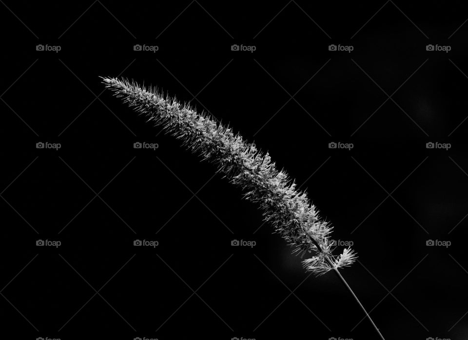 Fox tail  millet  grass  blade tip