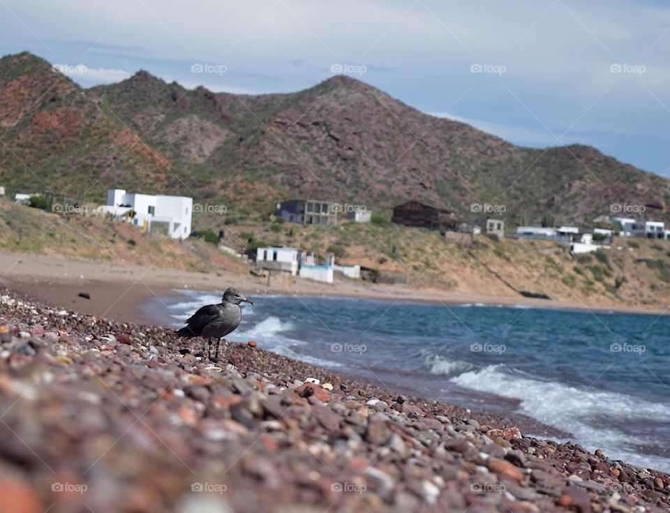 Gul in the coast of Sonora MX. 