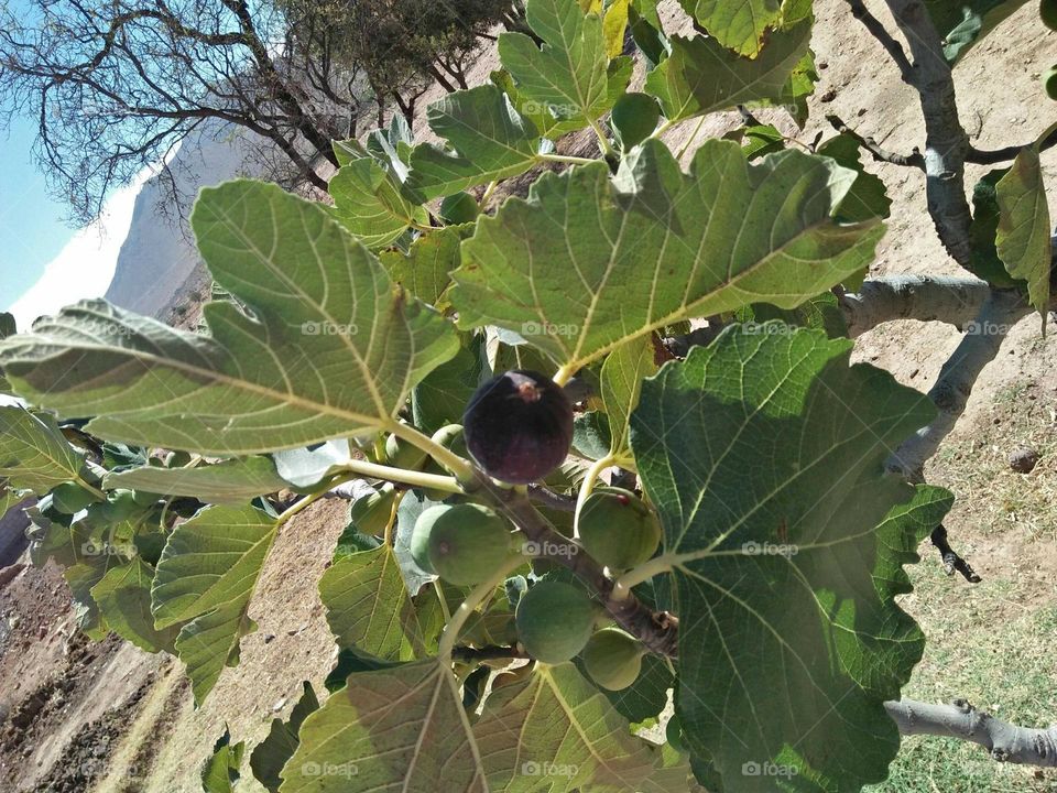 A beautiful fig tree.