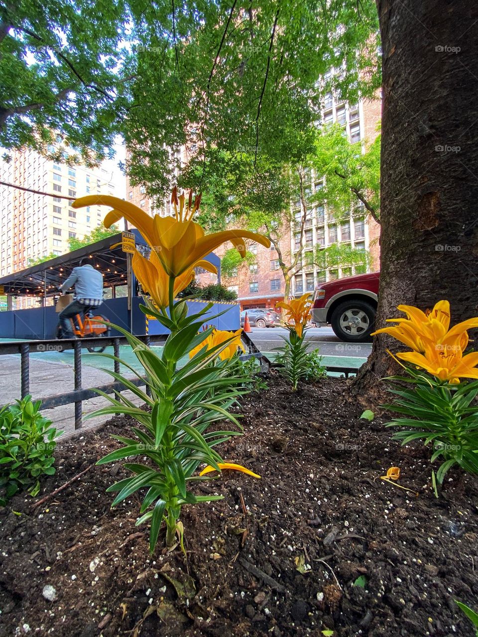 Yellow Siberian Lily in Manhattan New York City.