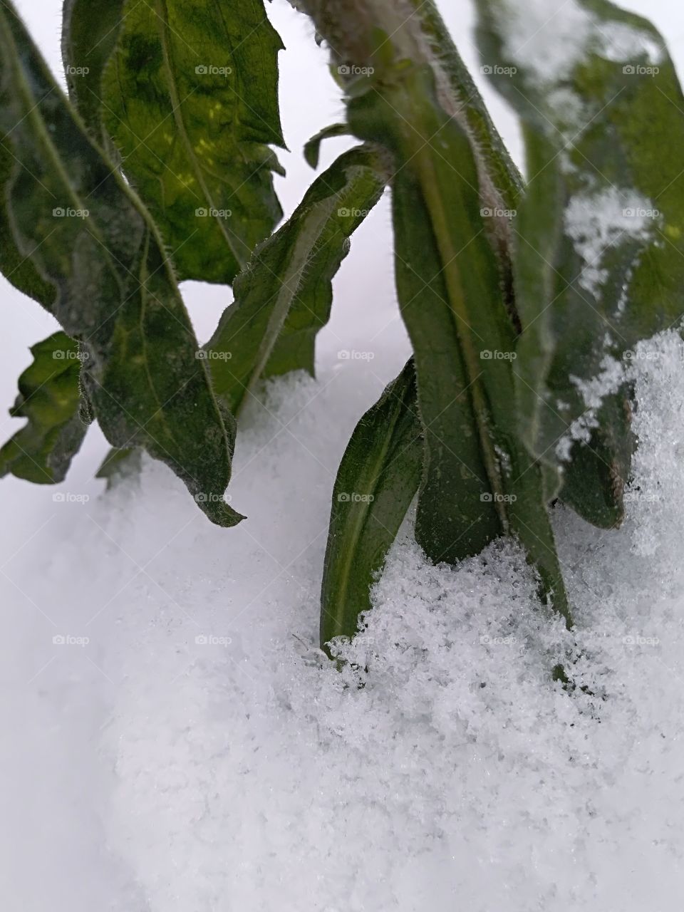 plant under snow