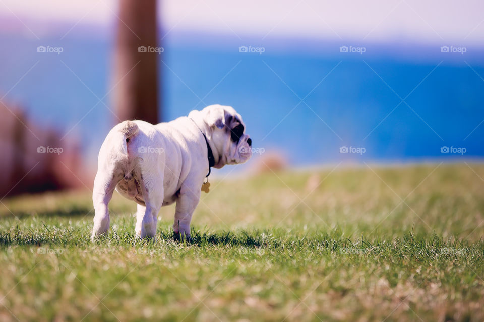 Bulldog