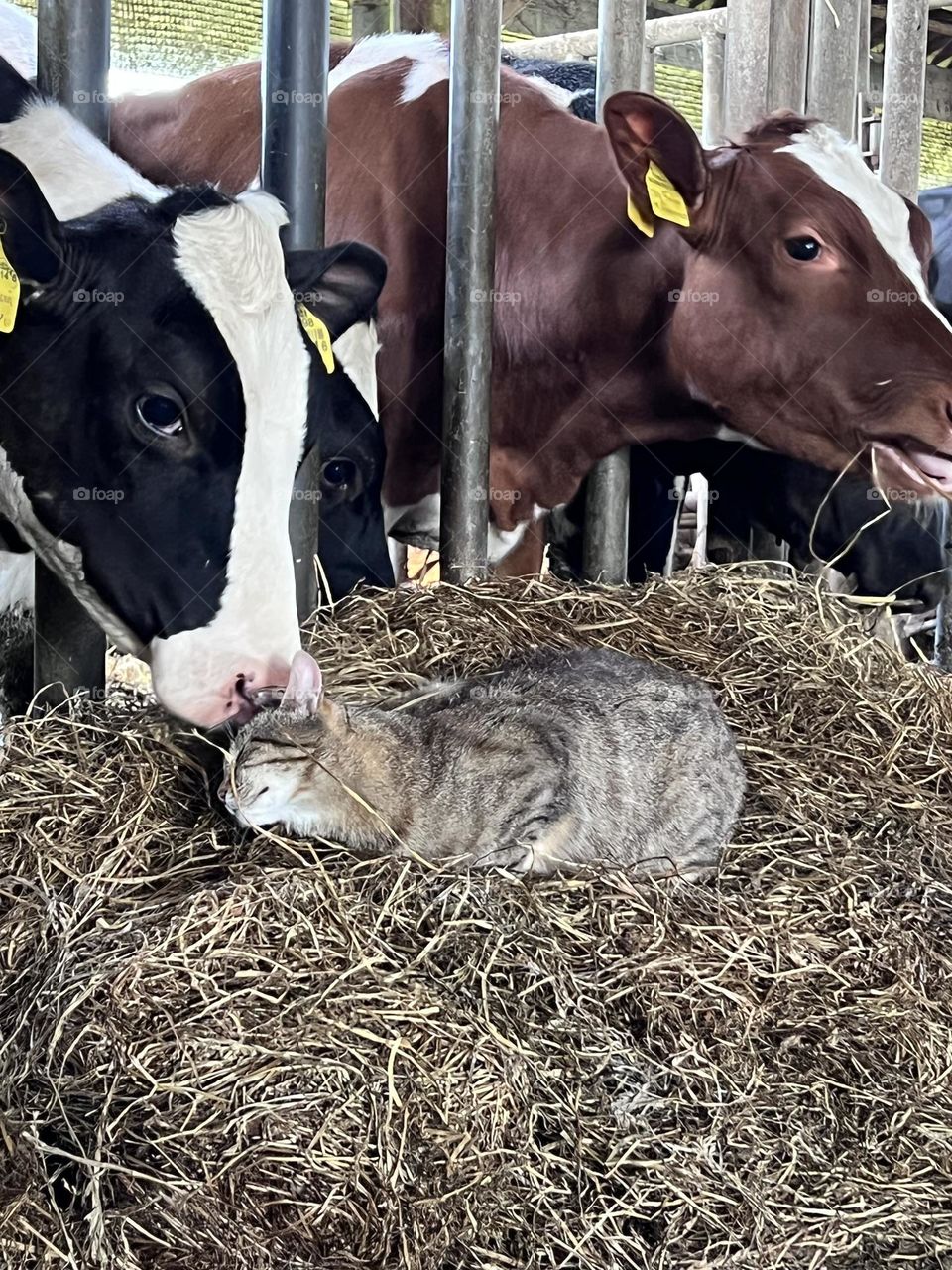 Cat and cow