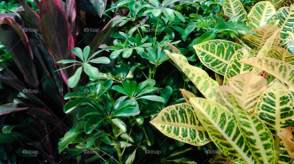 Tropical Plants