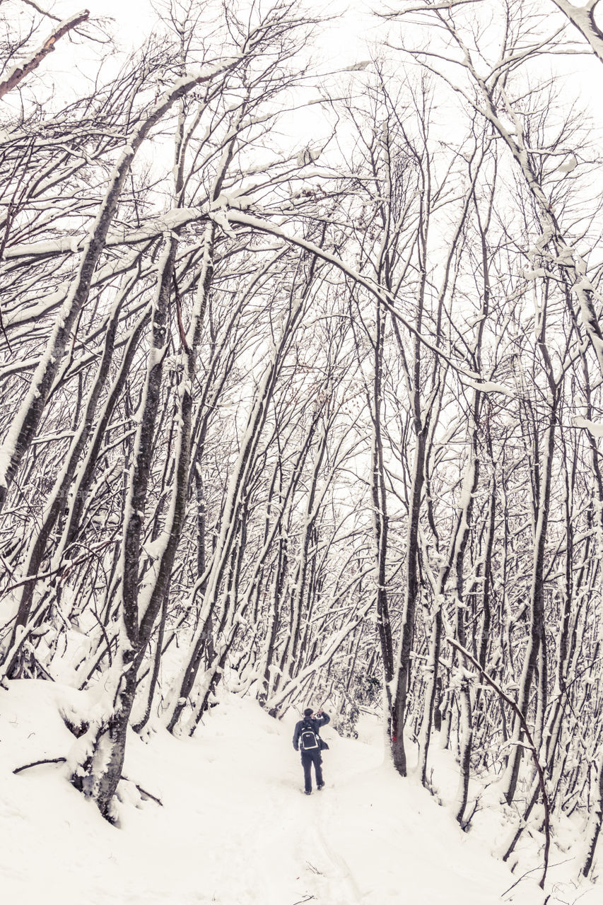 Winter, Snow, Wood, Tree, Cold