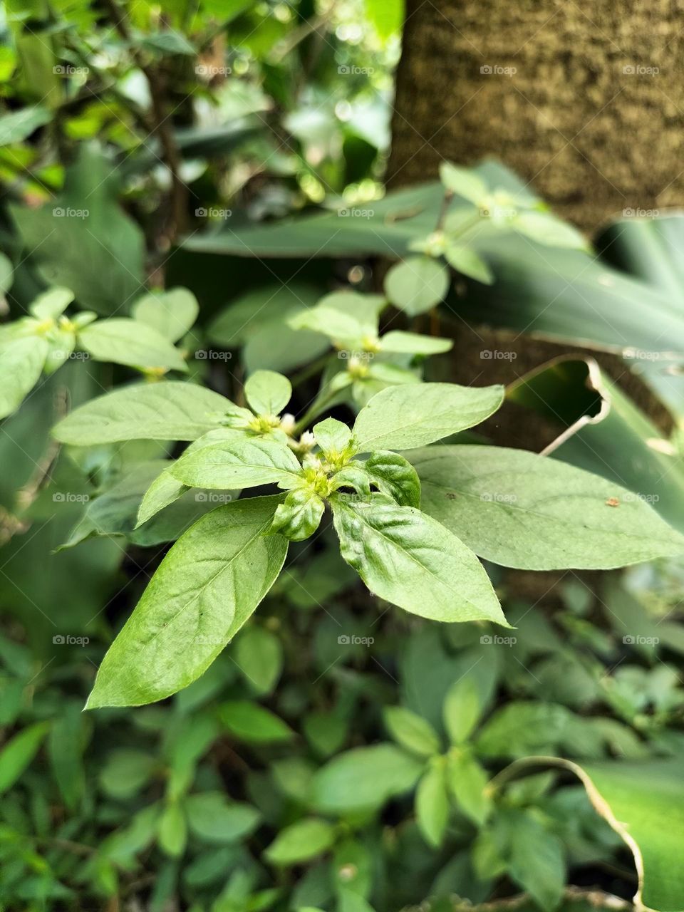 pictures of leaves or grass (weeds)