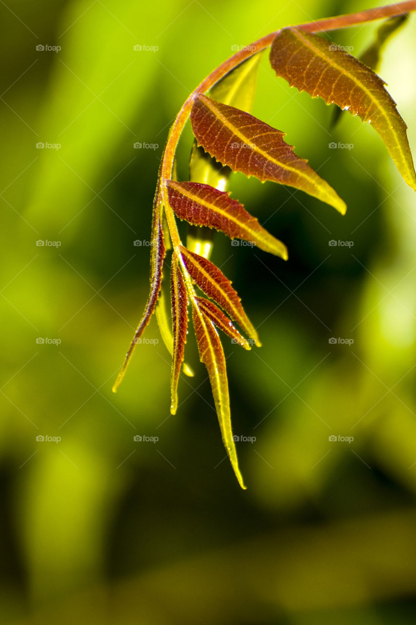 pleasant feel spring of seeing tender leaves.