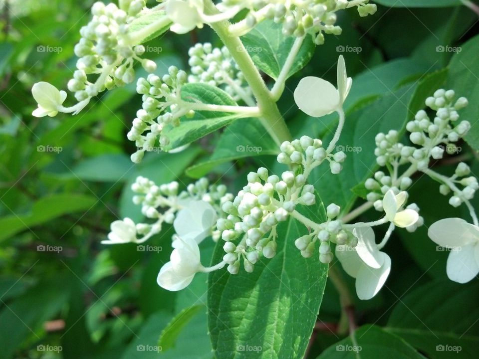 hydrangea tree