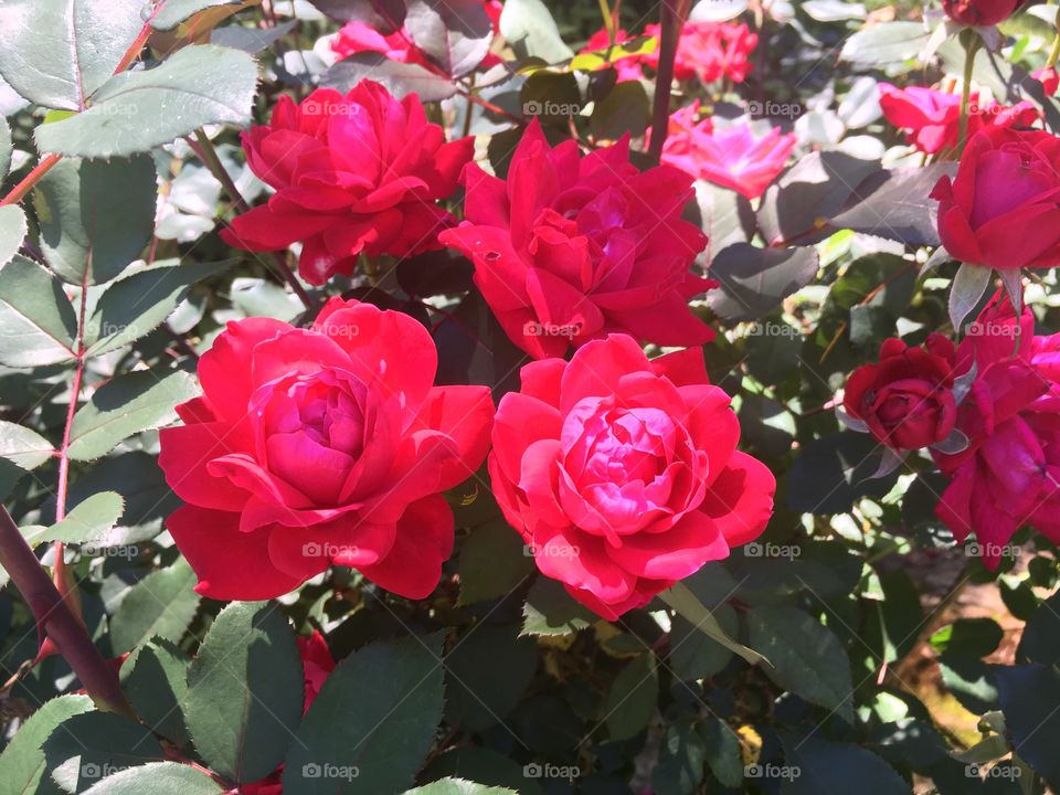 Roses in bloom.