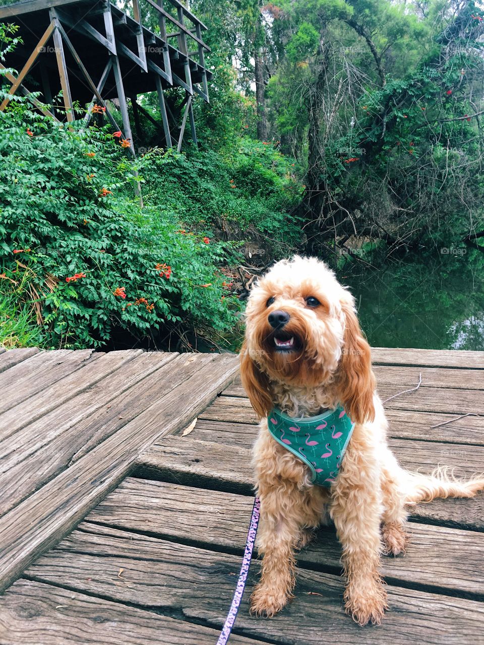 Happy puppy by the river 