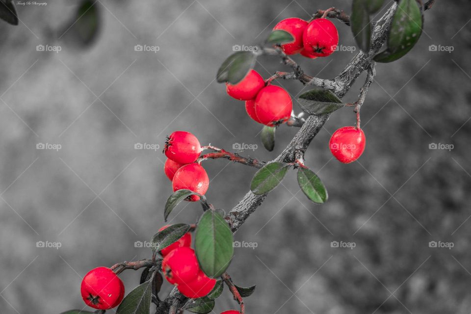 Fruits in the forest