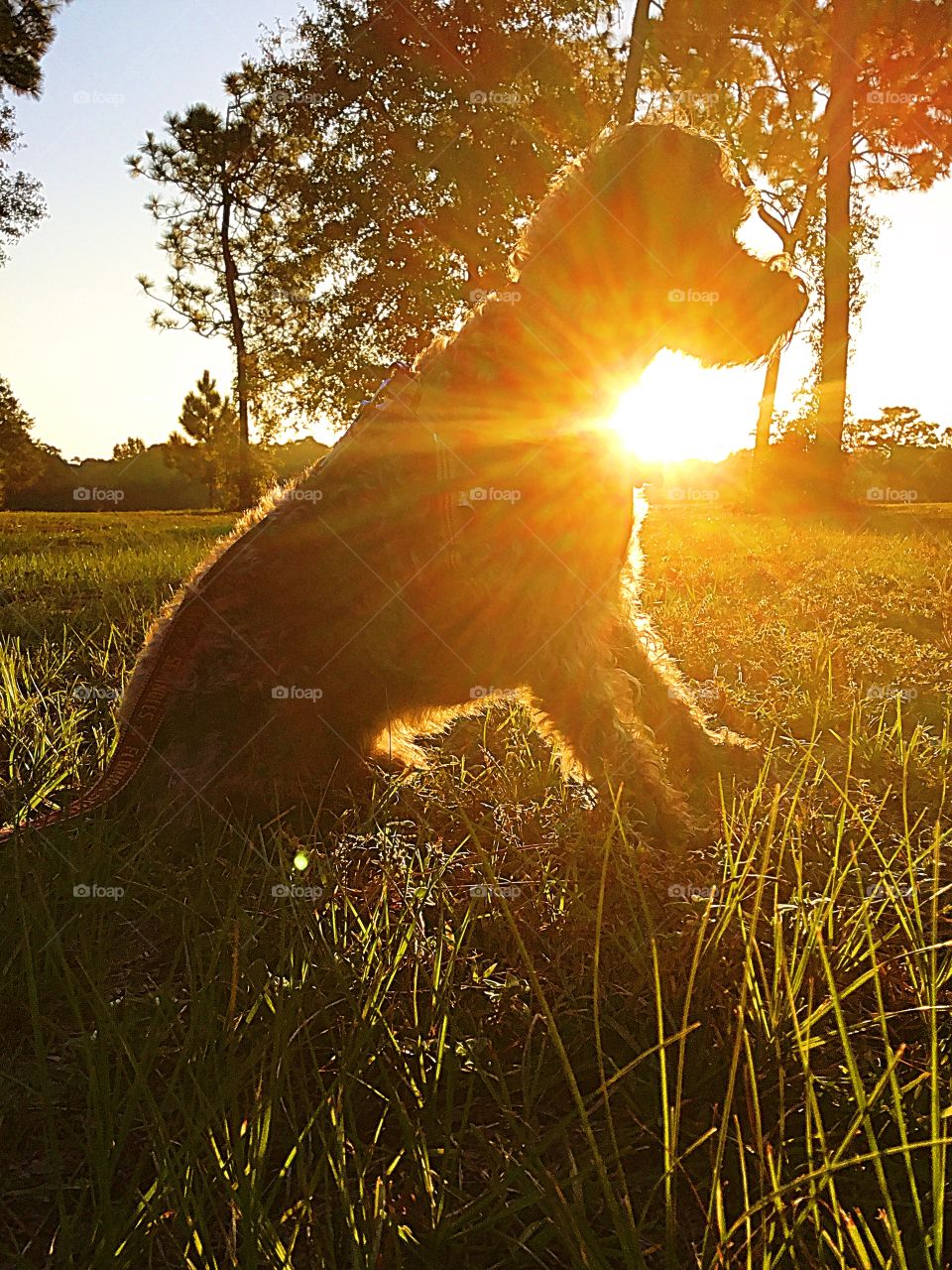 A Schnoodle dog poses  in the field during a spectacular sunset. His fur is highlighted by the sun rays