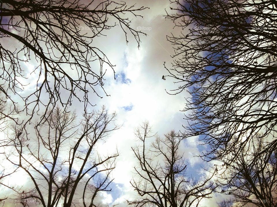 Tree branches, clouds and sky