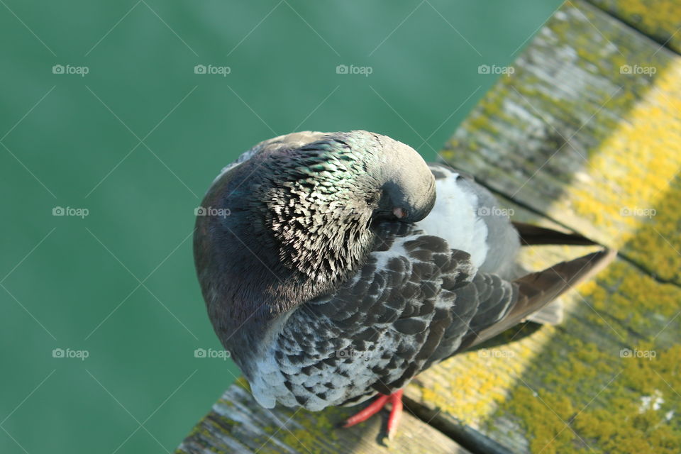 Pigeon